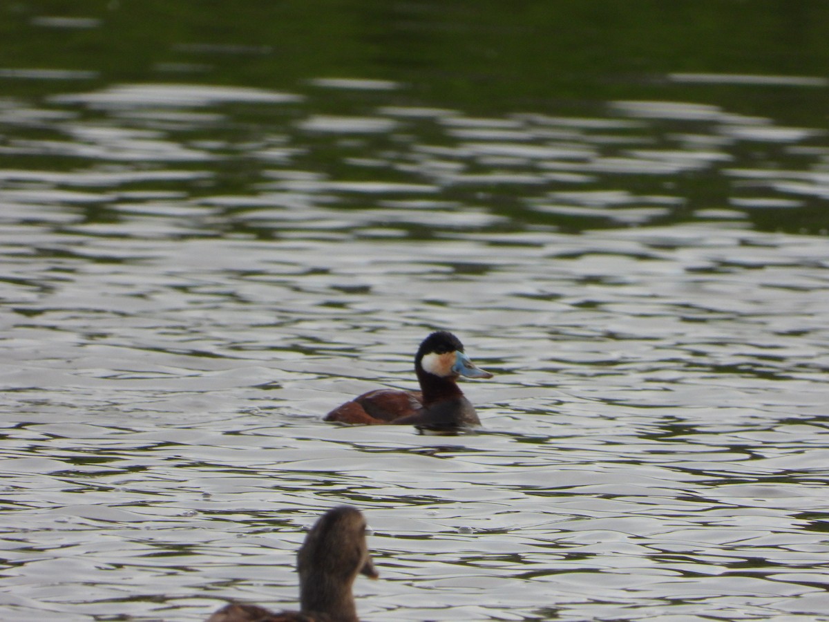 Ruddy Duck - ML637539710