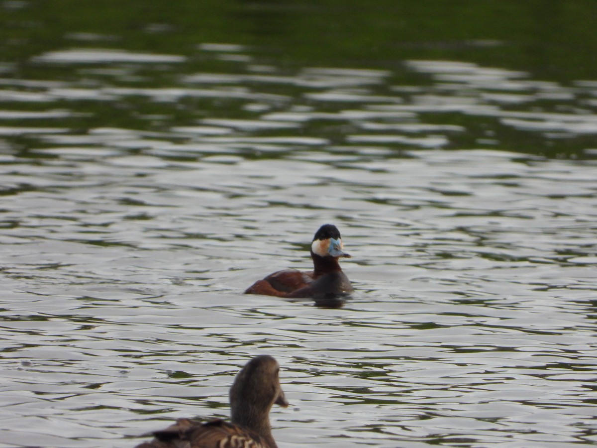 Ruddy Duck - ML637539714