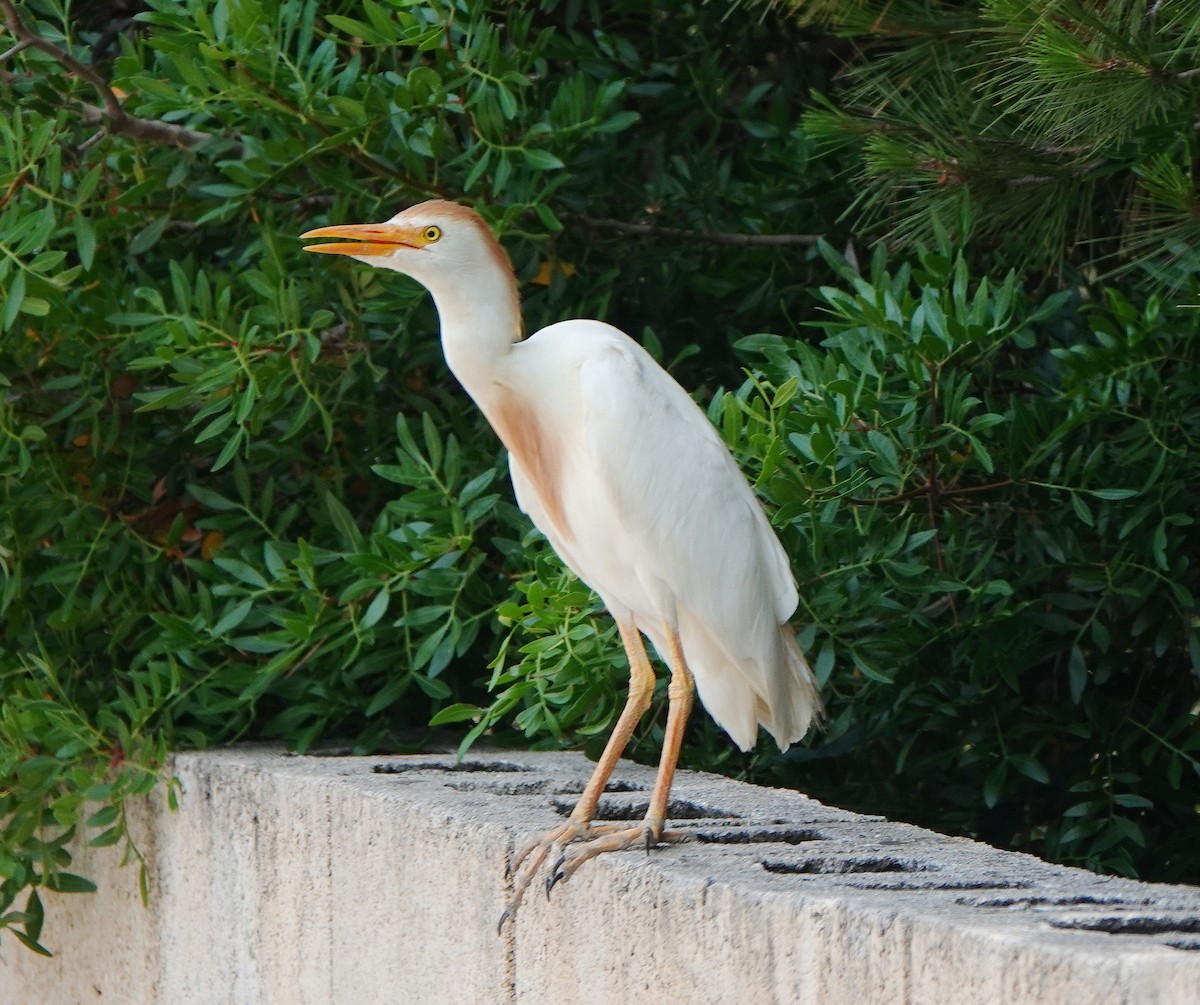 Western Cattle-Egret - ML637539727