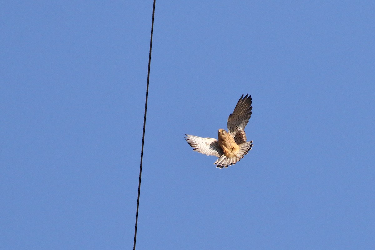 チョウゲンボウ - ML637539743