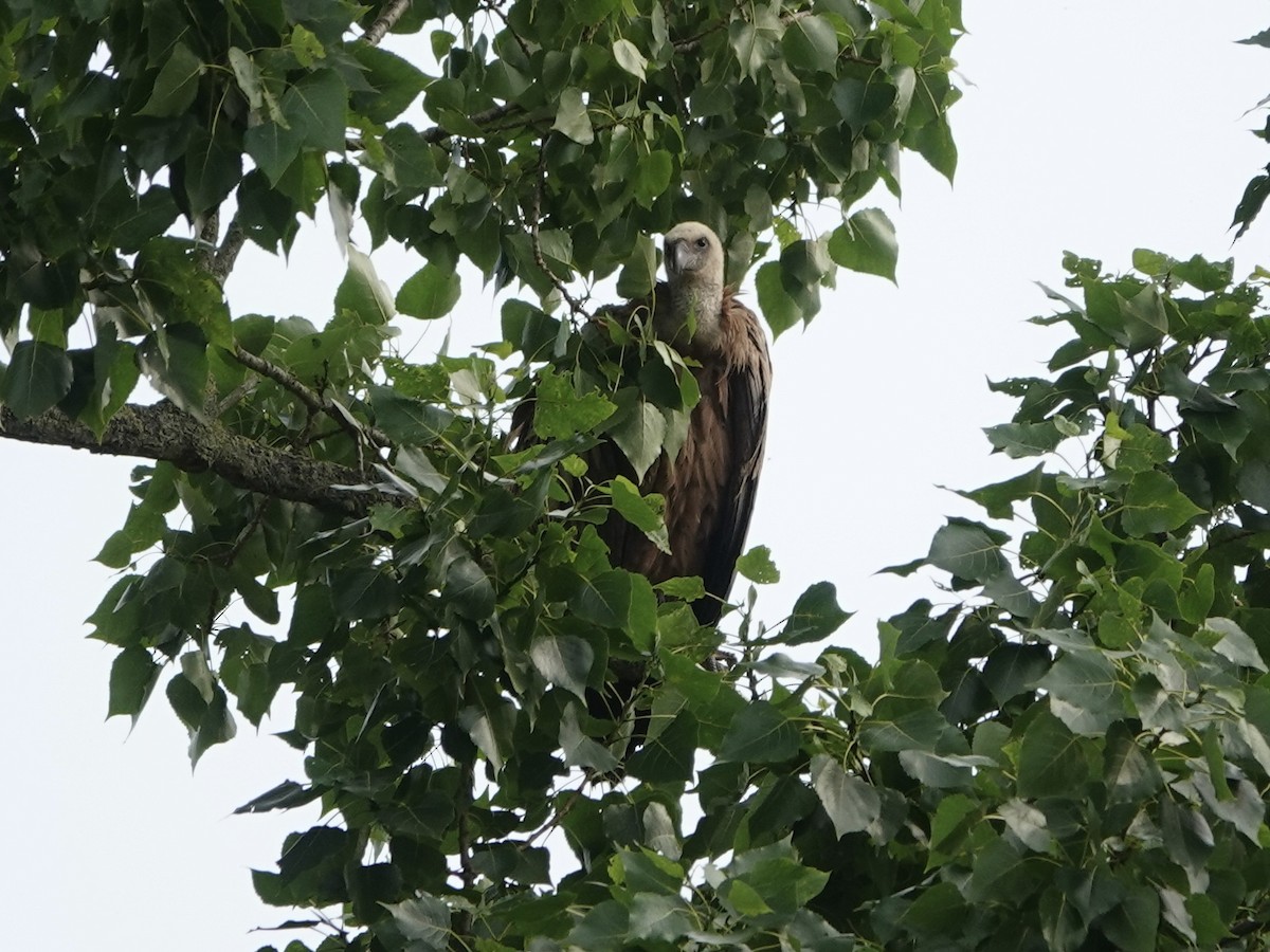 Eurasian Griffon - ML637539745