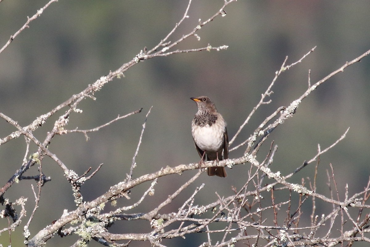 Black-throated Thrush - ML637539752