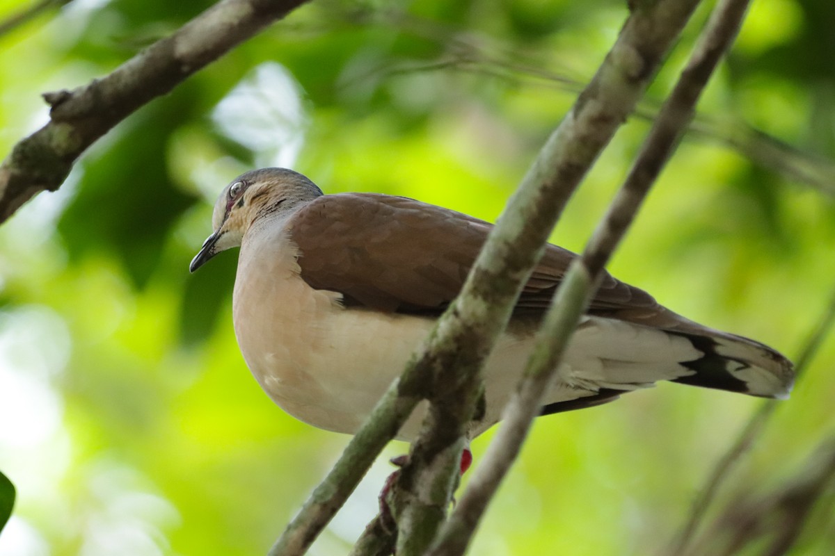 Gray-headed Dove - ML637539825