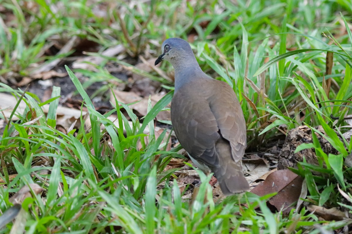 Gray-headed Dove - ML637539826