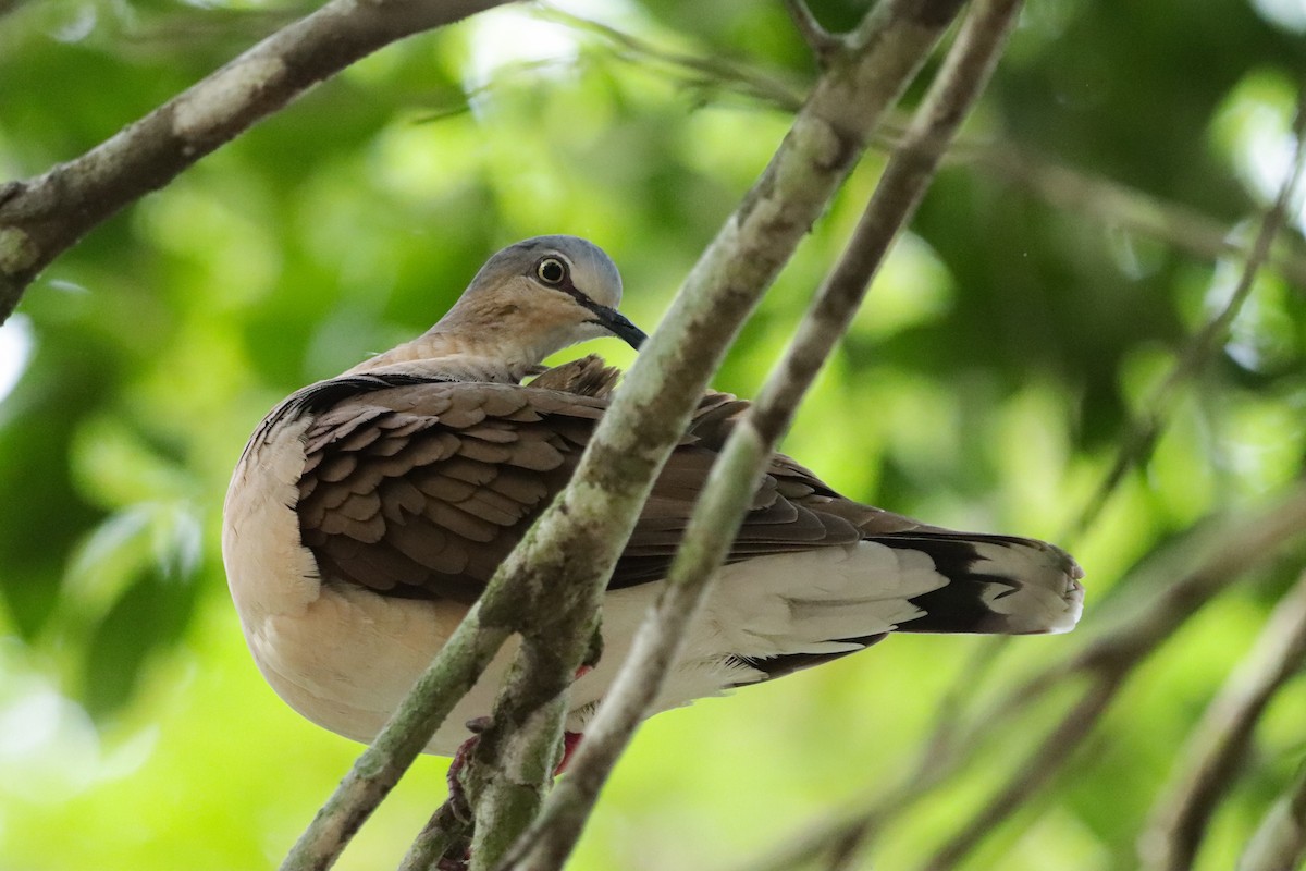 Gray-headed Dove - ML637539827