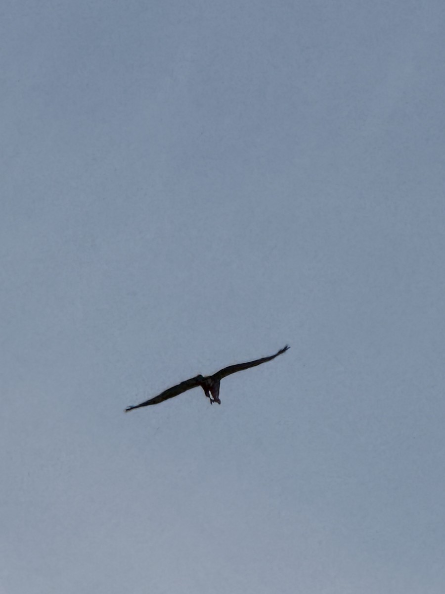 Black Kite - ML637539872