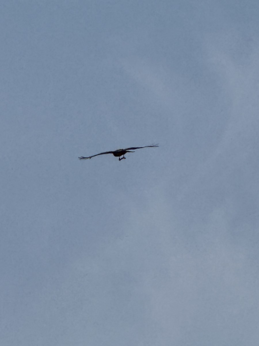 Black Kite - ML637539873