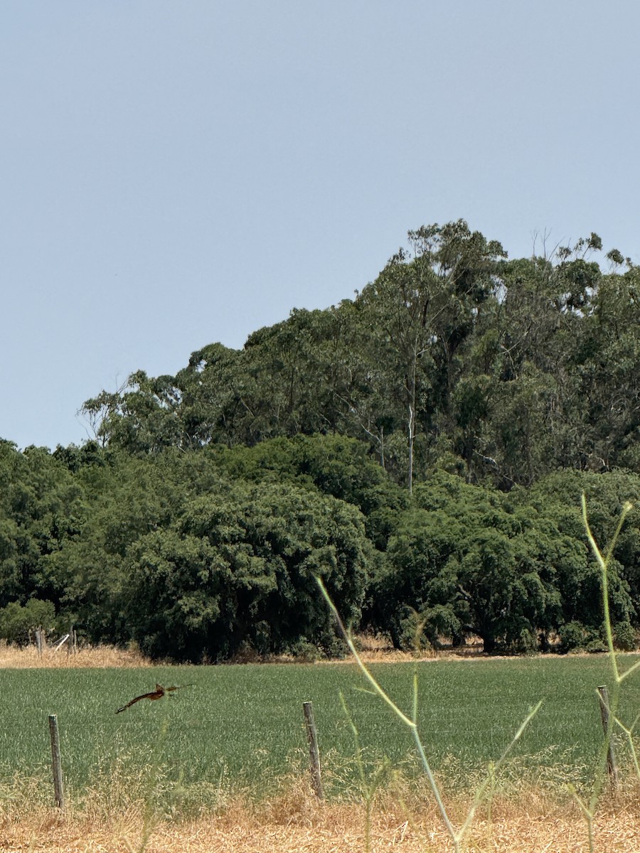 Black Kite - ML637539874