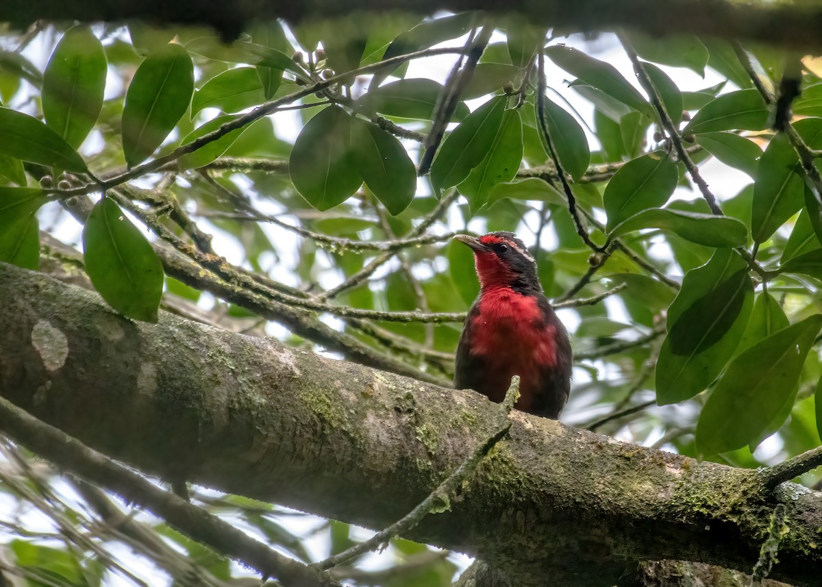 Rosy Thrush-Tanager - ML637539877