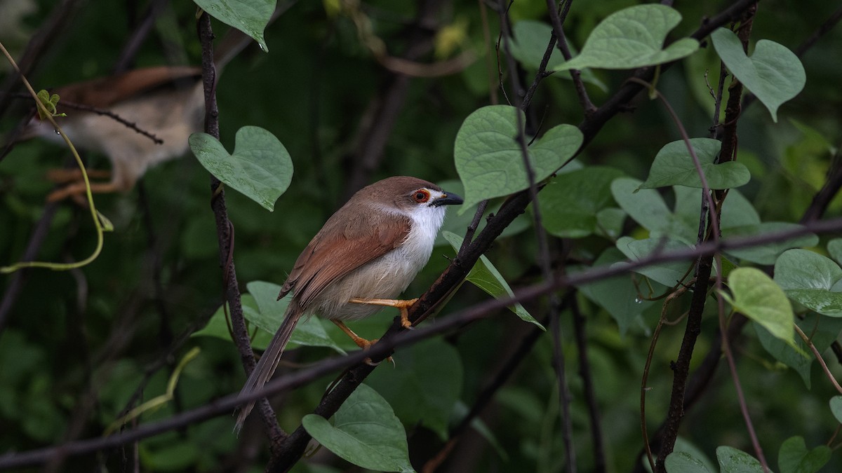 Yellow-eyed Babbler - ML637539910