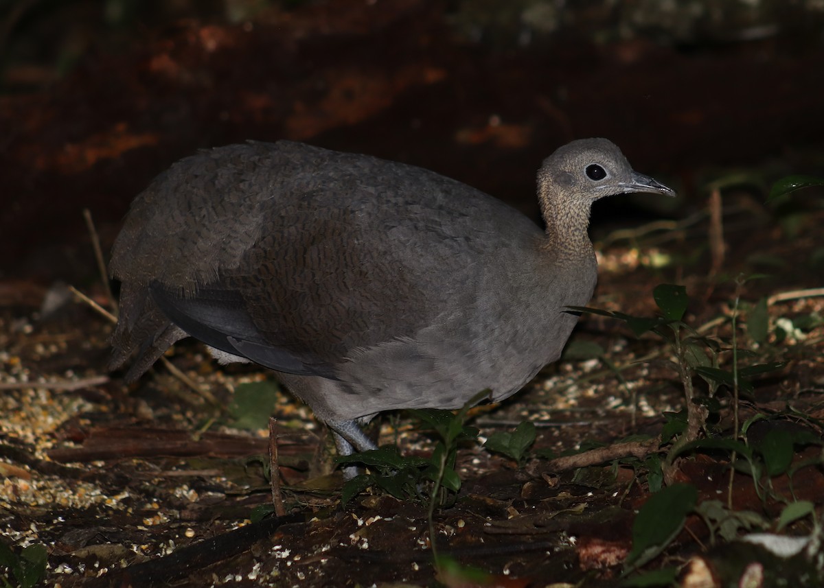 Solitary Tinamou - ML637539913