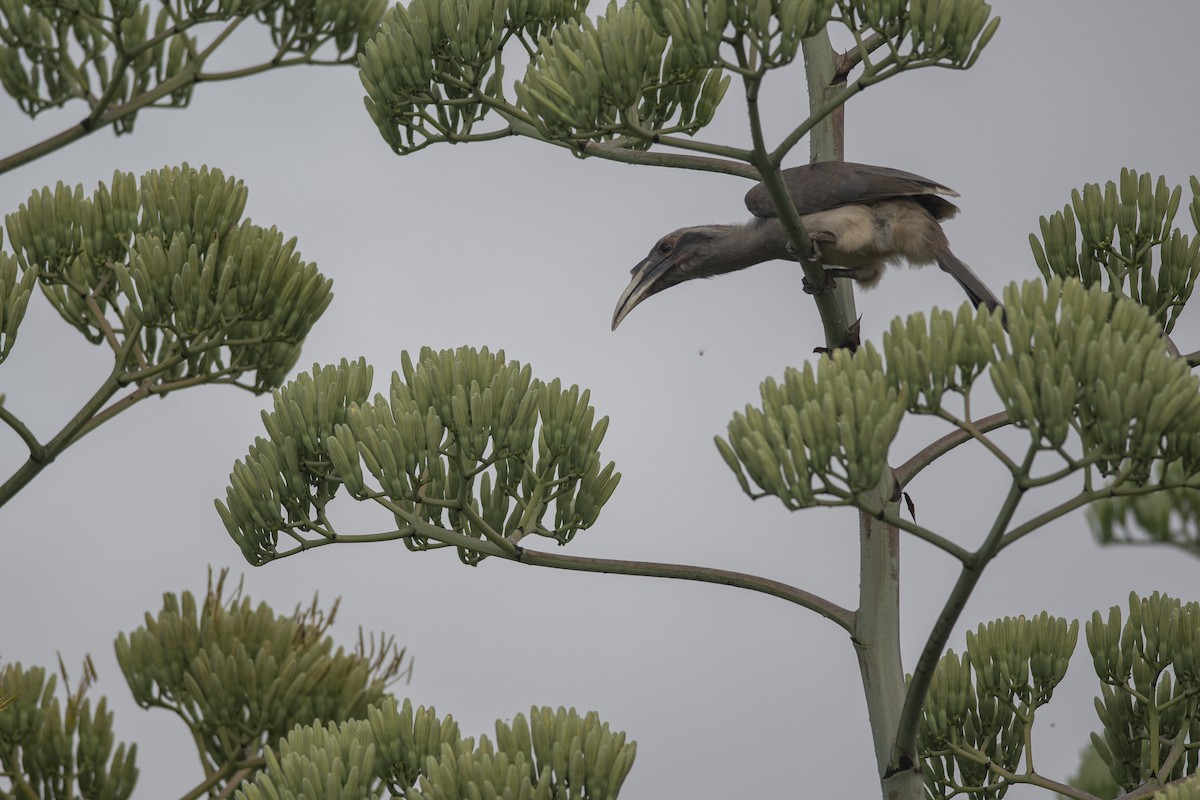 Indian Gray Hornbill - ML637539914