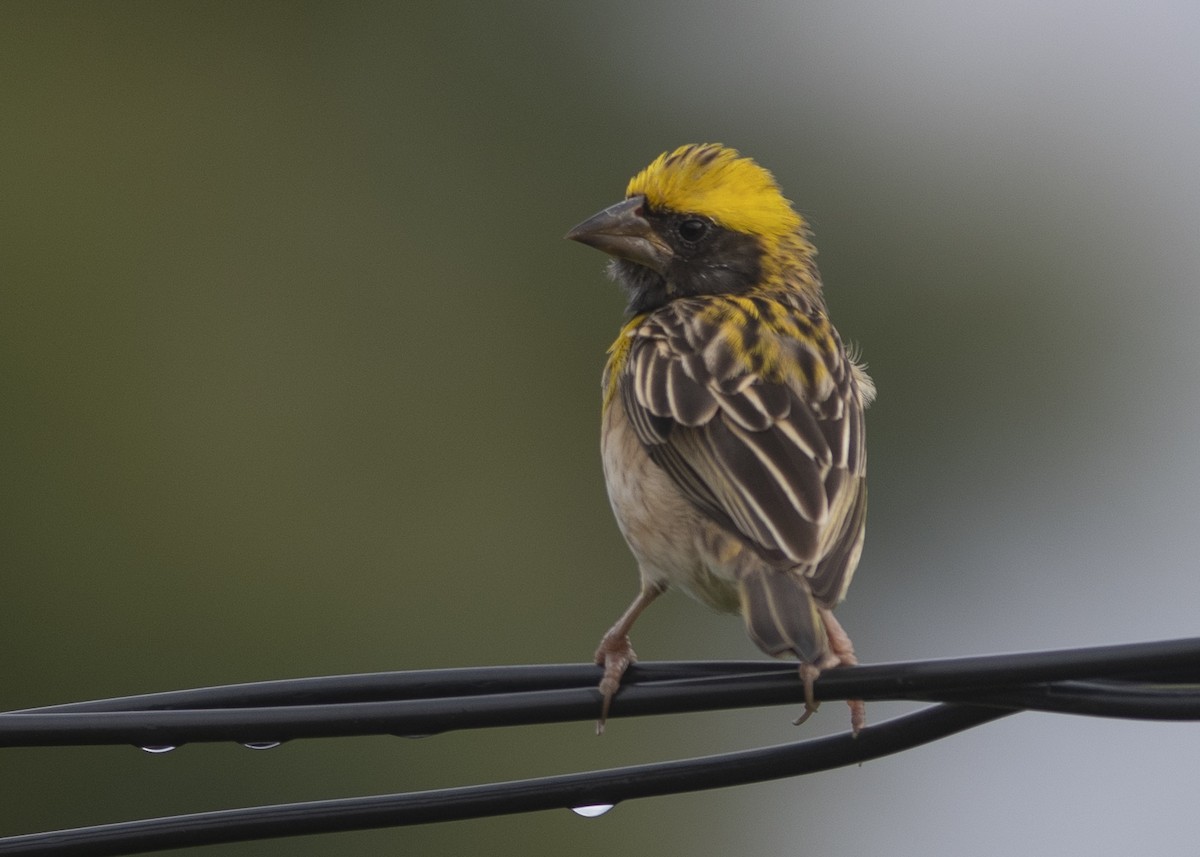 Baya Weaver - ML637539926