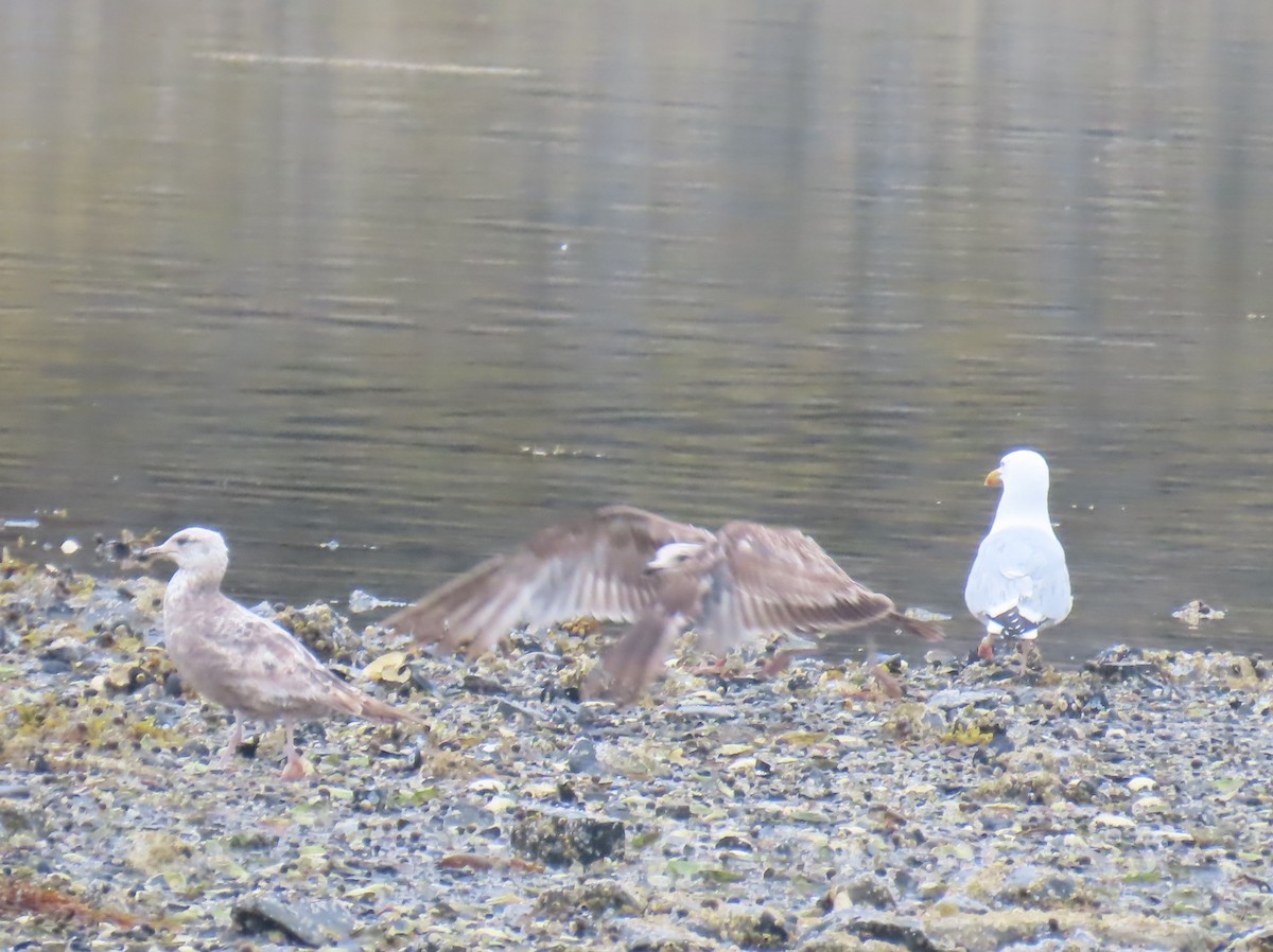 American Herring Gull - ML637539940