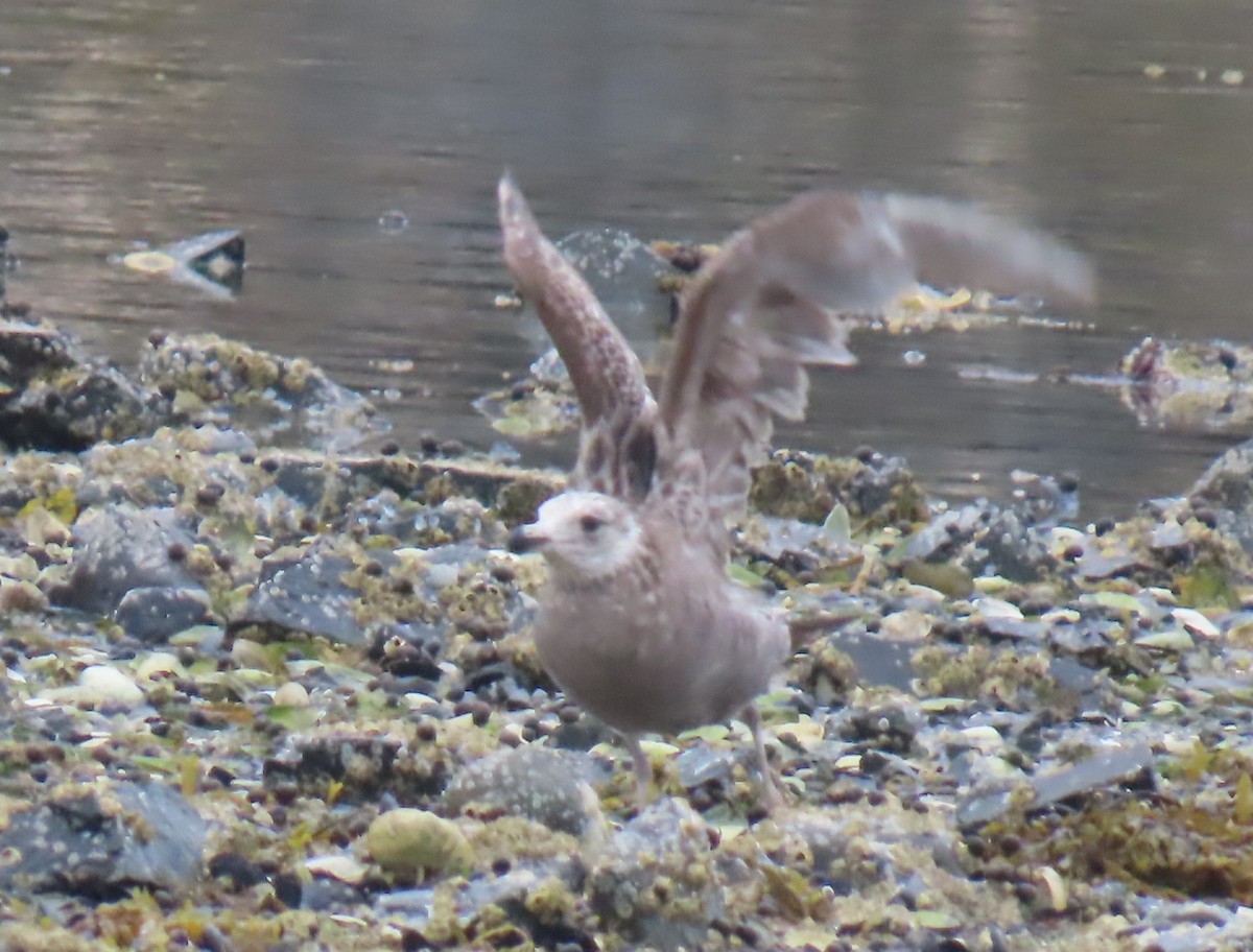 American Herring Gull - ML637539946