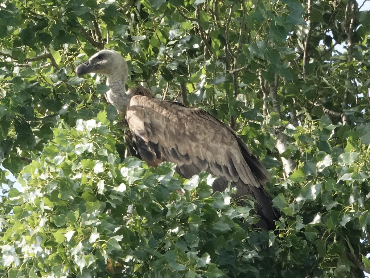 Eurasian Griffon - ML637539947