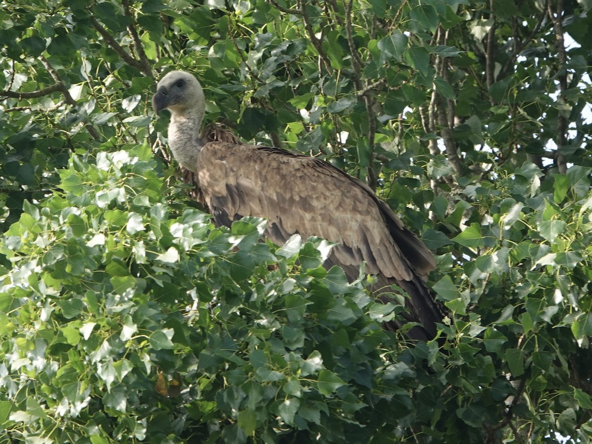 Eurasian Griffon - ML637539948