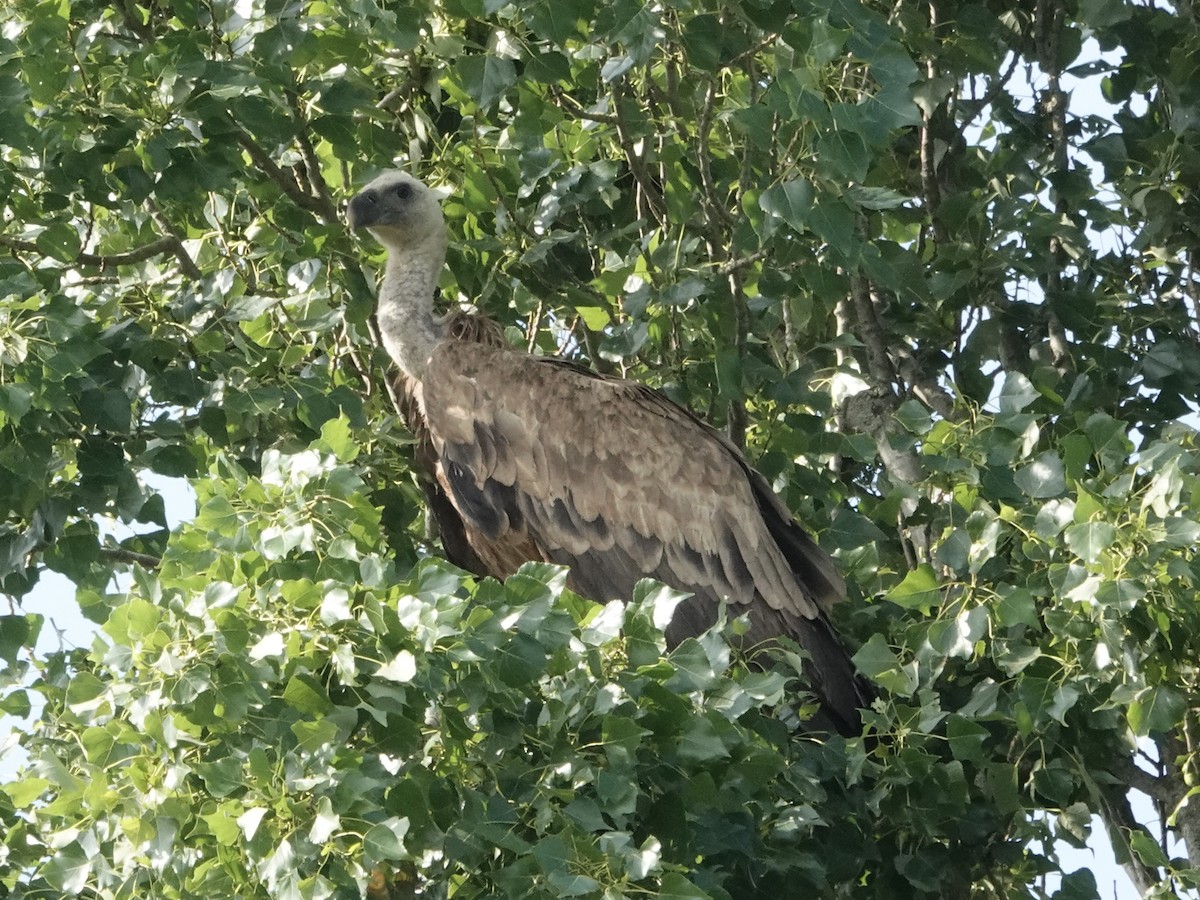 Eurasian Griffon - ML637539949