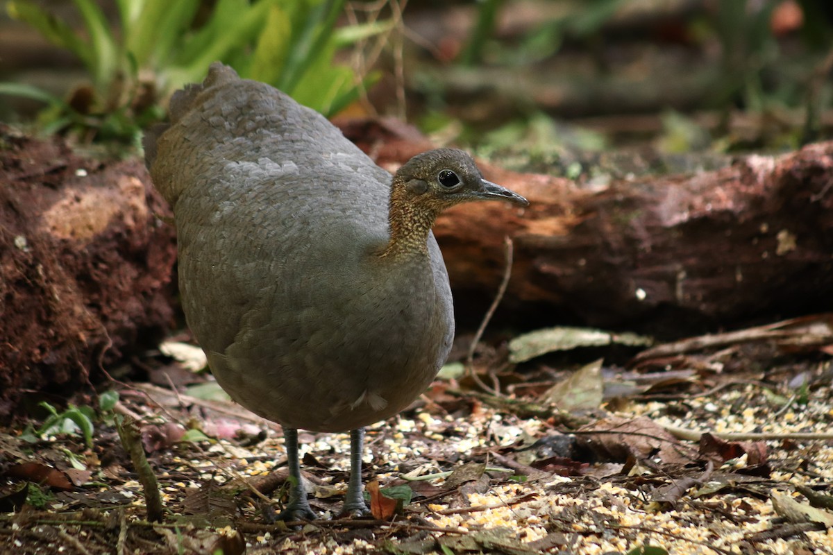 Solitary Tinamou - ML637539961