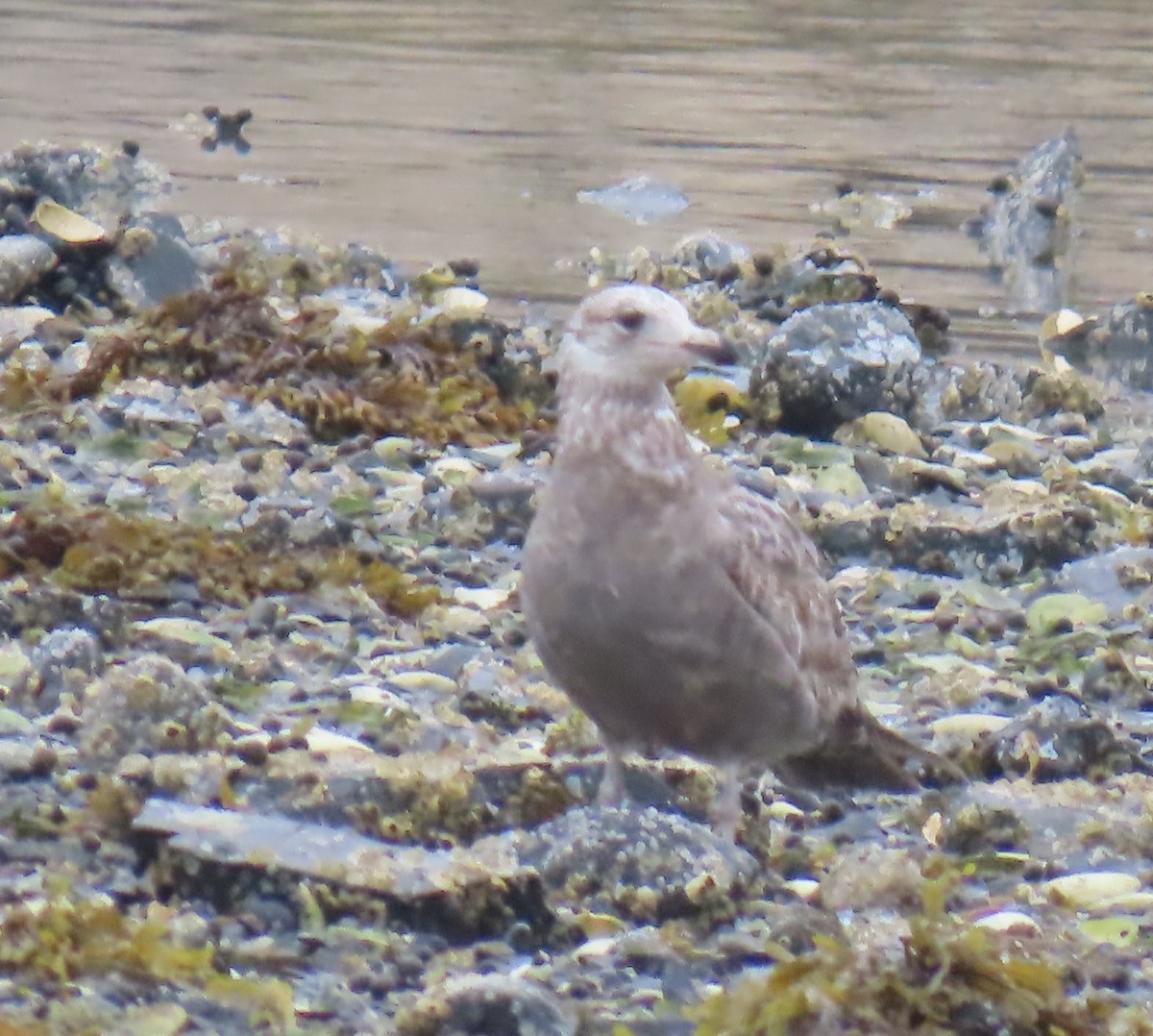 American Herring Gull - ML637539963