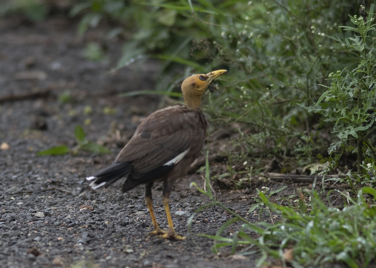 Common Myna - ML637539984
