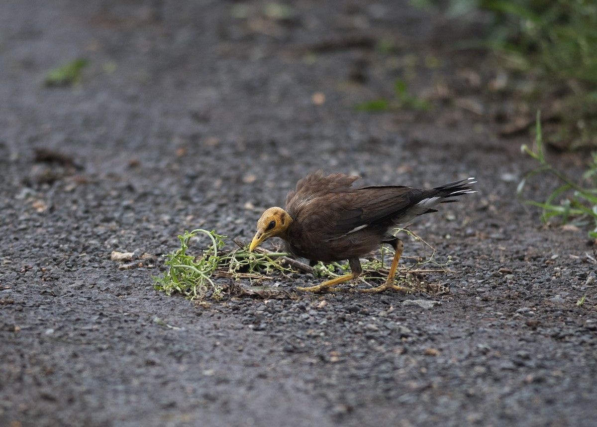 Common Myna - ML637539986