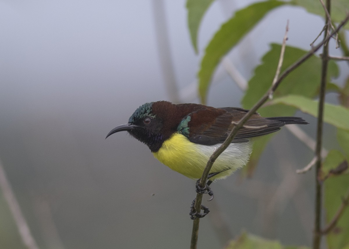 Purple-rumped Sunbird - ML637540026