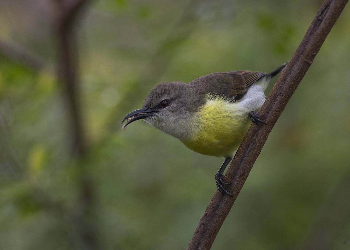 Purple-rumped Sunbird - ML637540027