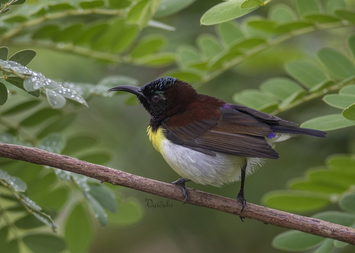 Purple-rumped Sunbird - ML637540028