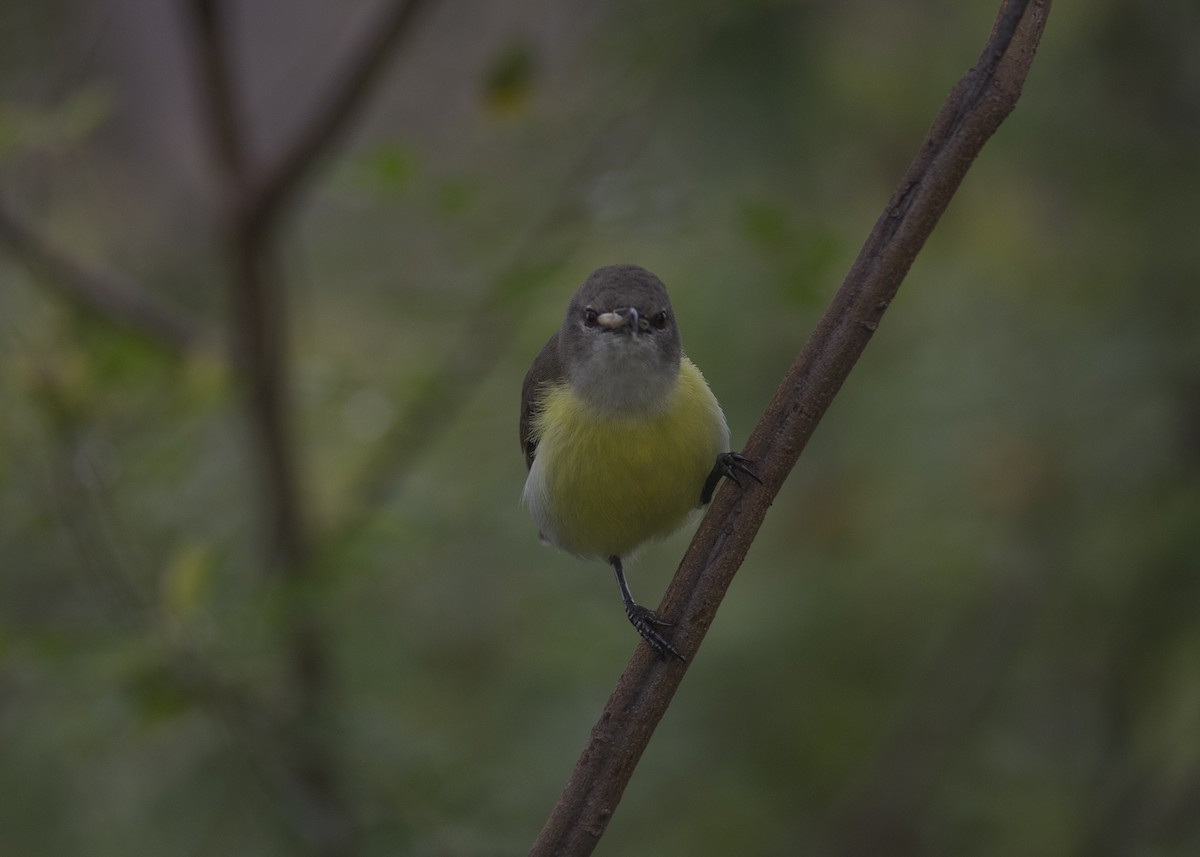 Purple-rumped Sunbird - ML637540029