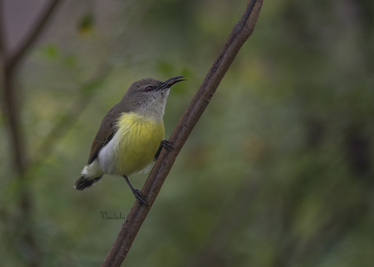 Purple-rumped Sunbird - ML637540030