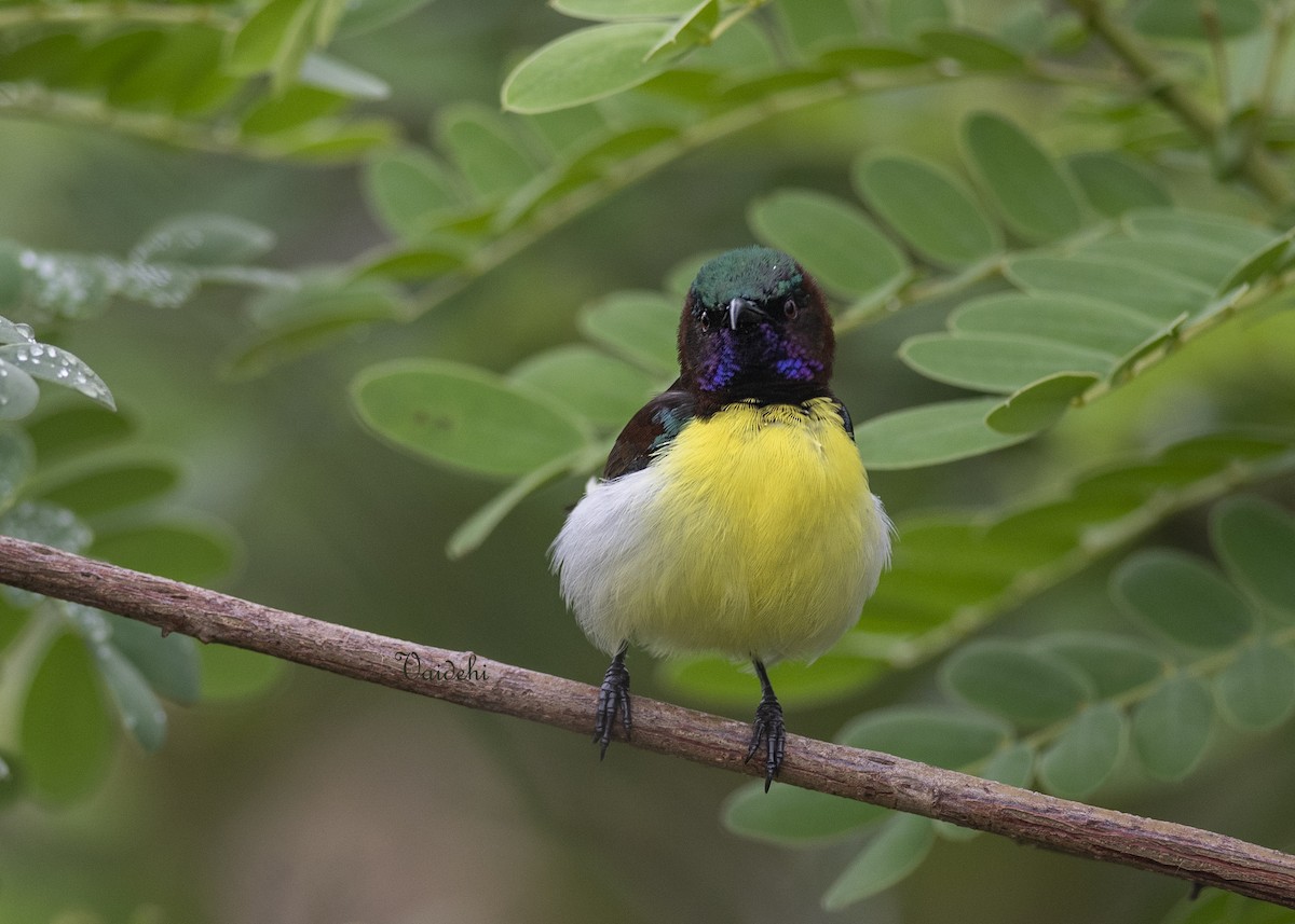 Purple-rumped Sunbird - ML637540031