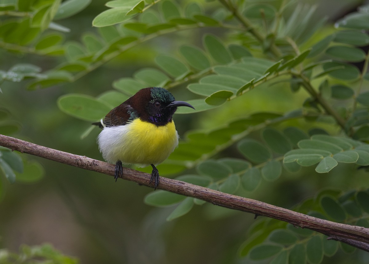 Purple-rumped Sunbird - ML637540032