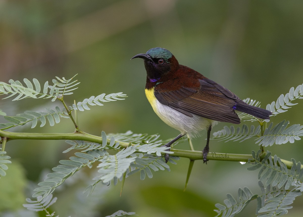 Purple-rumped Sunbird - ML637540033
