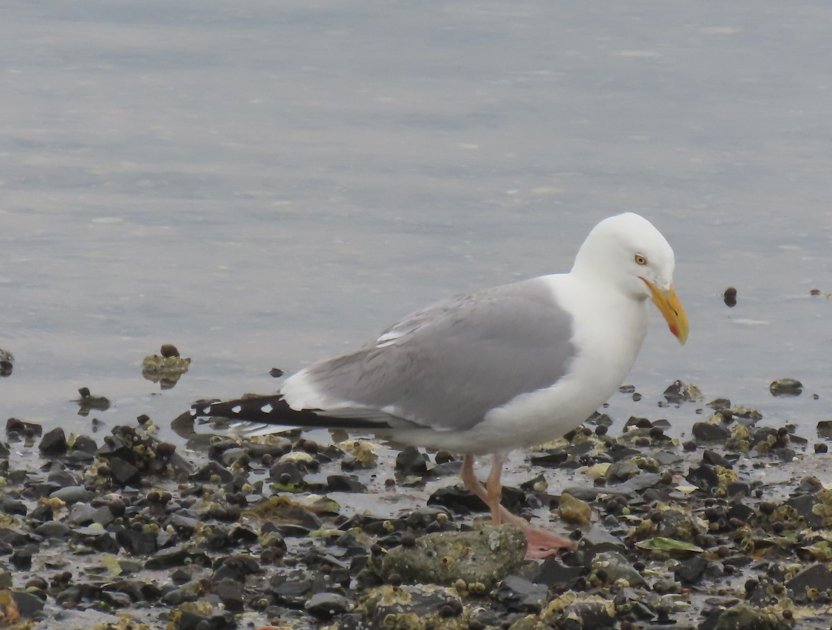 American Herring Gull - ML637540034