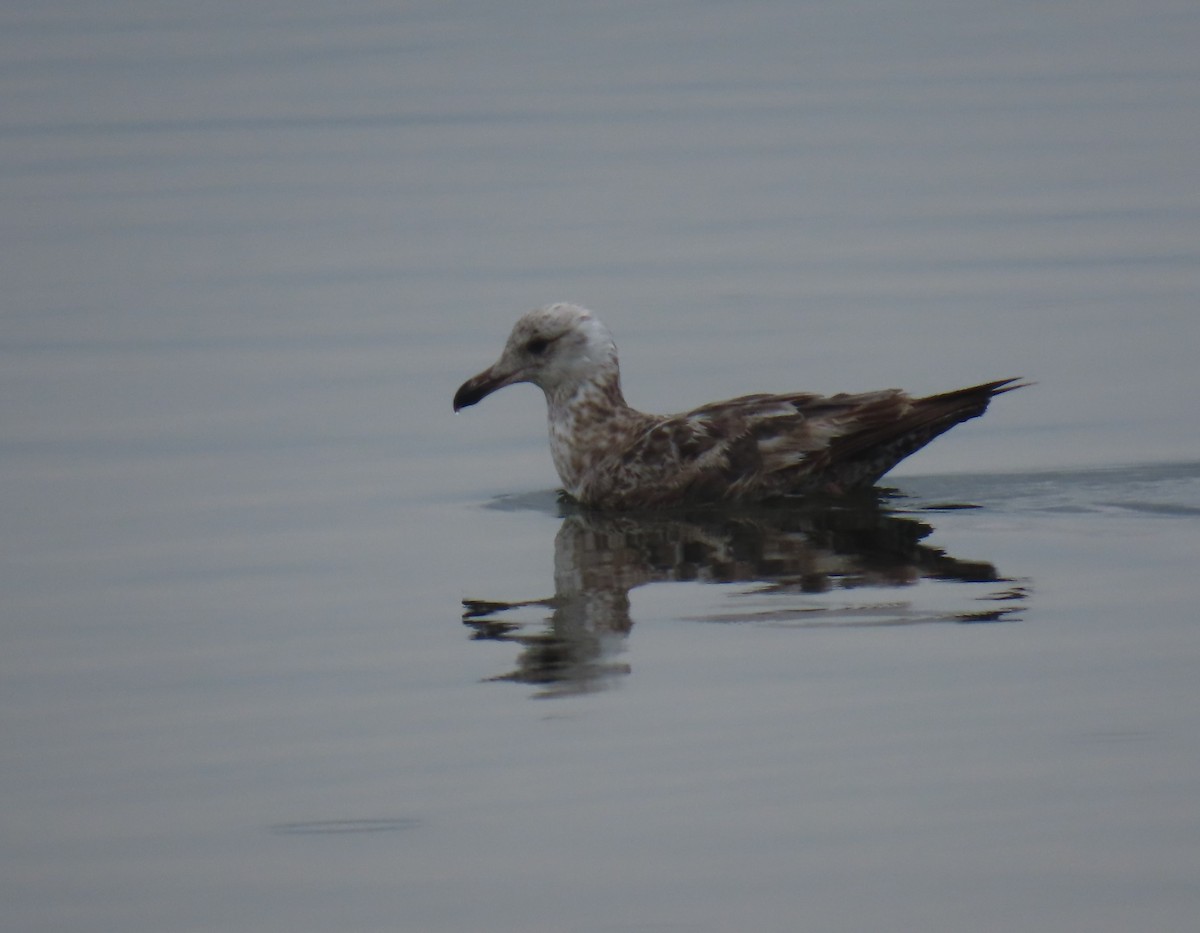American Herring Gull - ML637540039