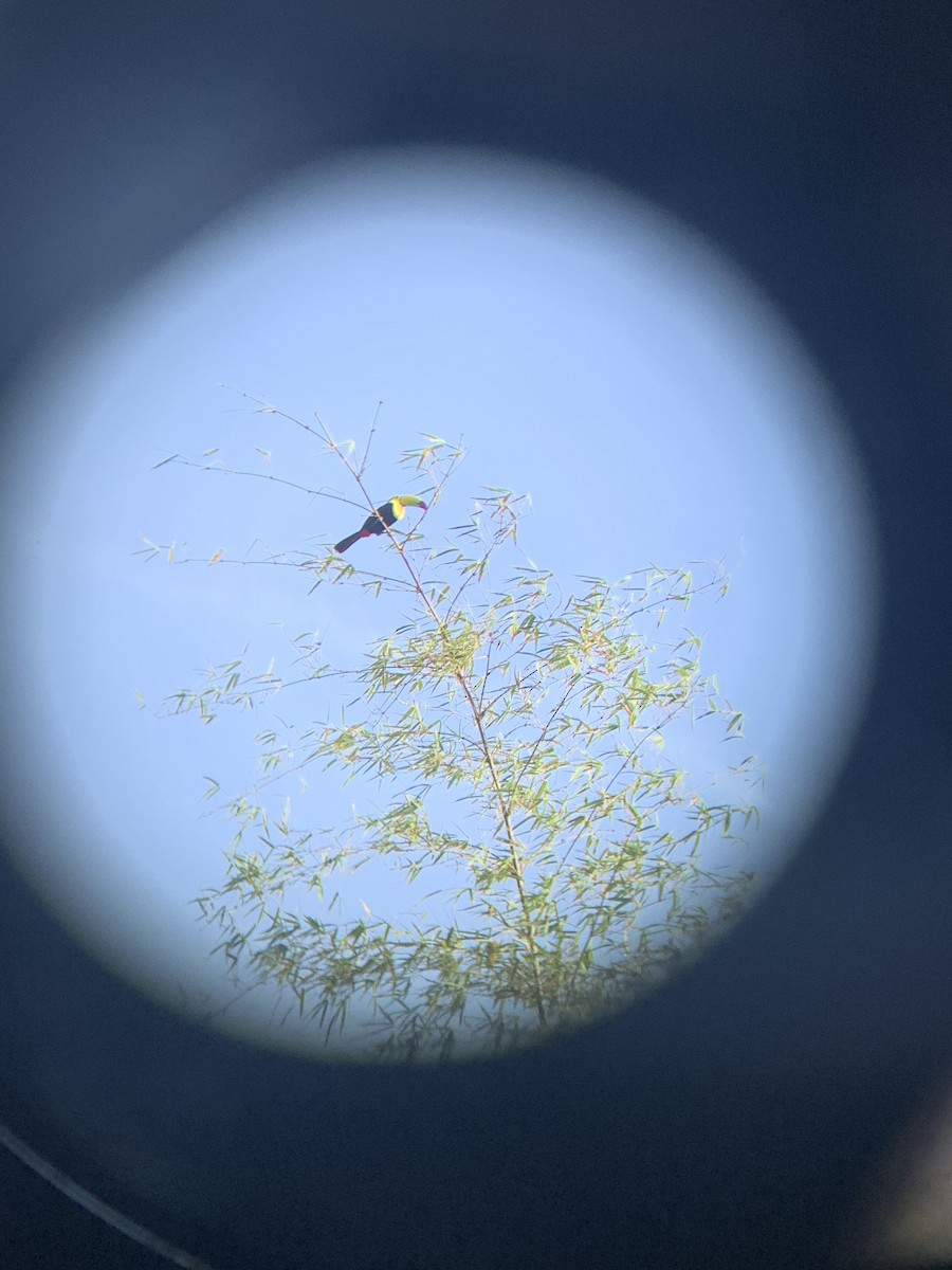 Keel-billed Toucan - ML637540062