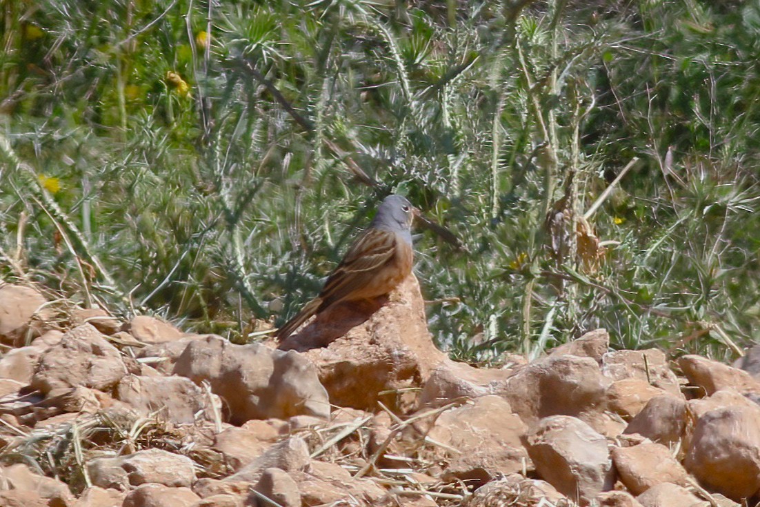 Cretzschmar's Bunting - ML637540089