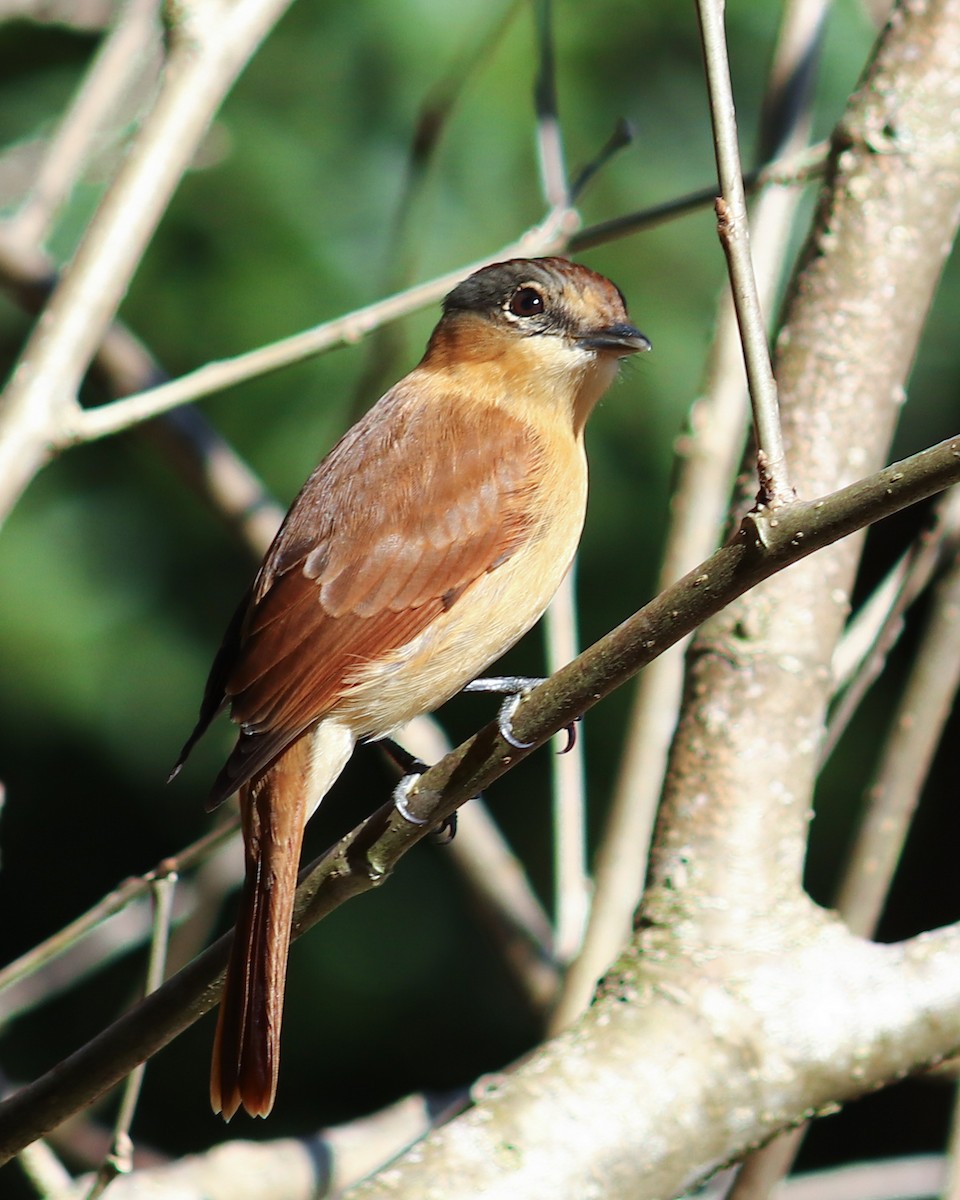 Chestnut-crowned Becard - ML637540099