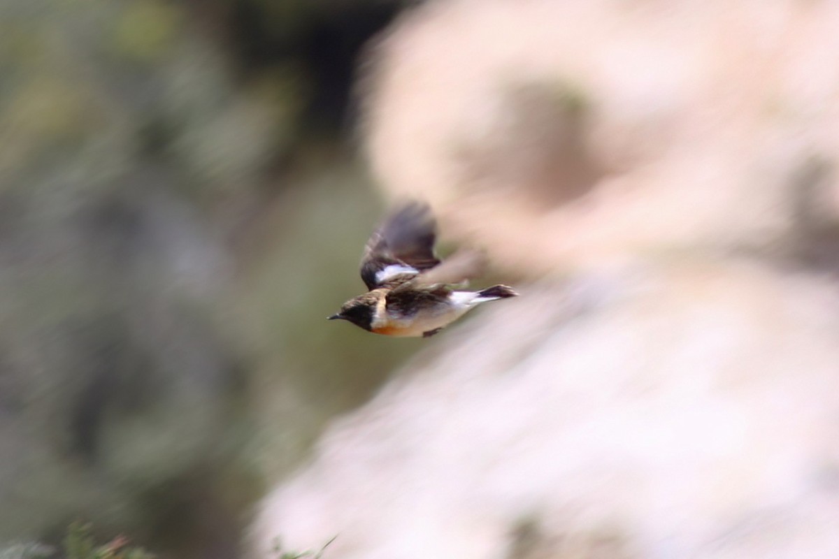 Siberian Stonechat (Caspian) - ML637540100