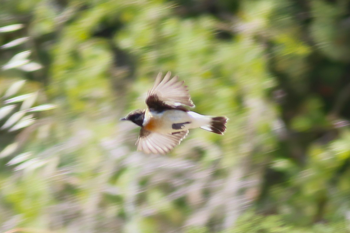 Siberian Stonechat (Caspian) - ML637540101