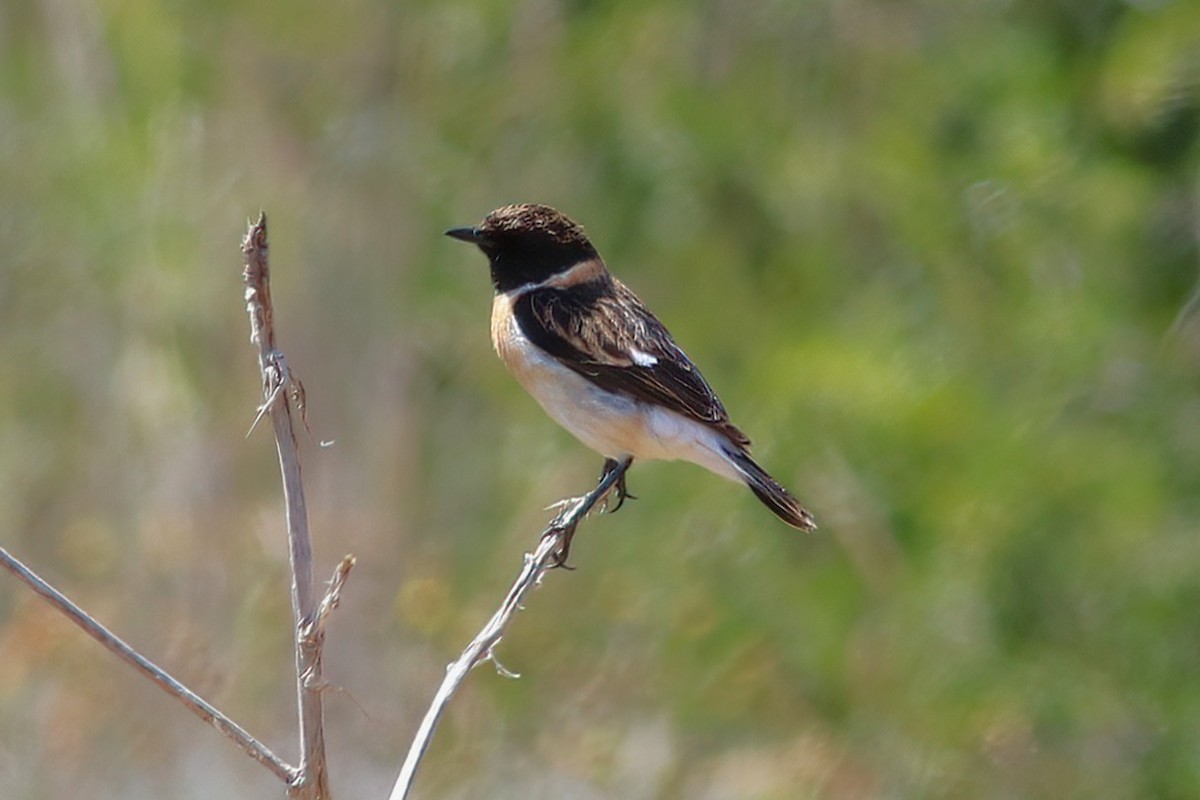 Siberian Stonechat (Caspian) - ML637540102