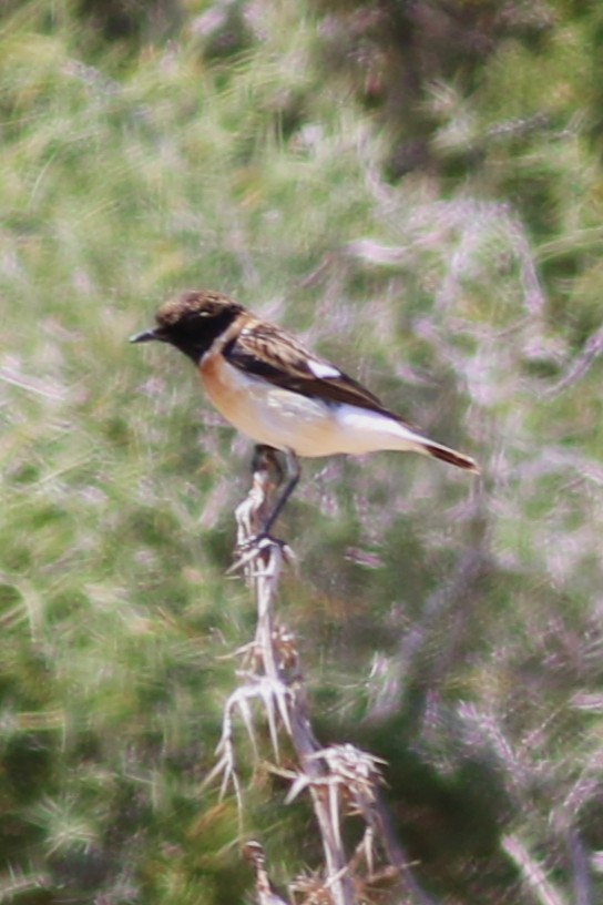 Siberian Stonechat (Caspian) - ML637540103