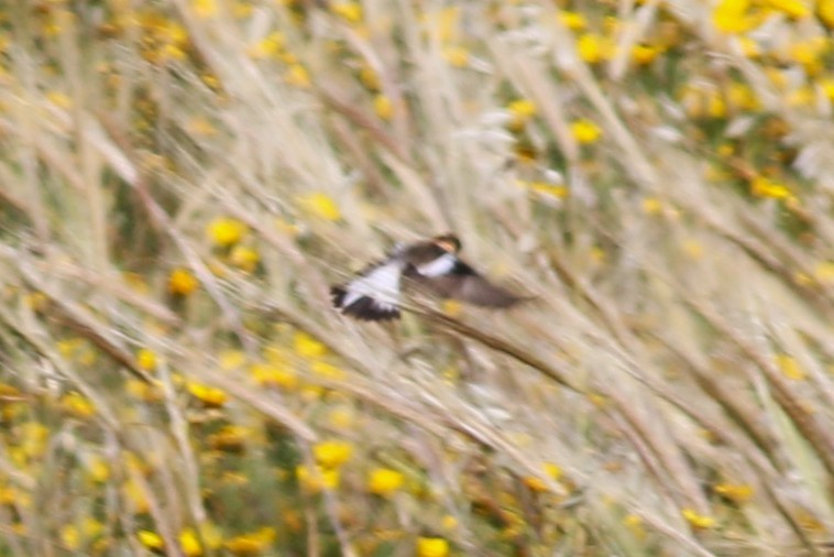 Siberian Stonechat (Caspian) - ML637540104