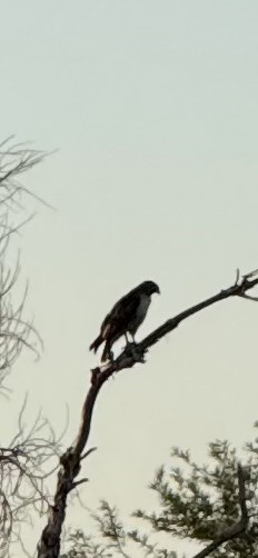 hawk sp. - ML637540107
