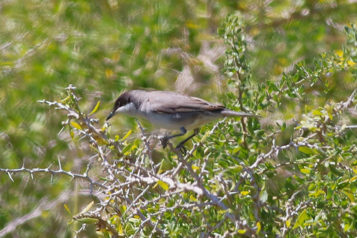 Eastern Orphean Warbler - ML637540124