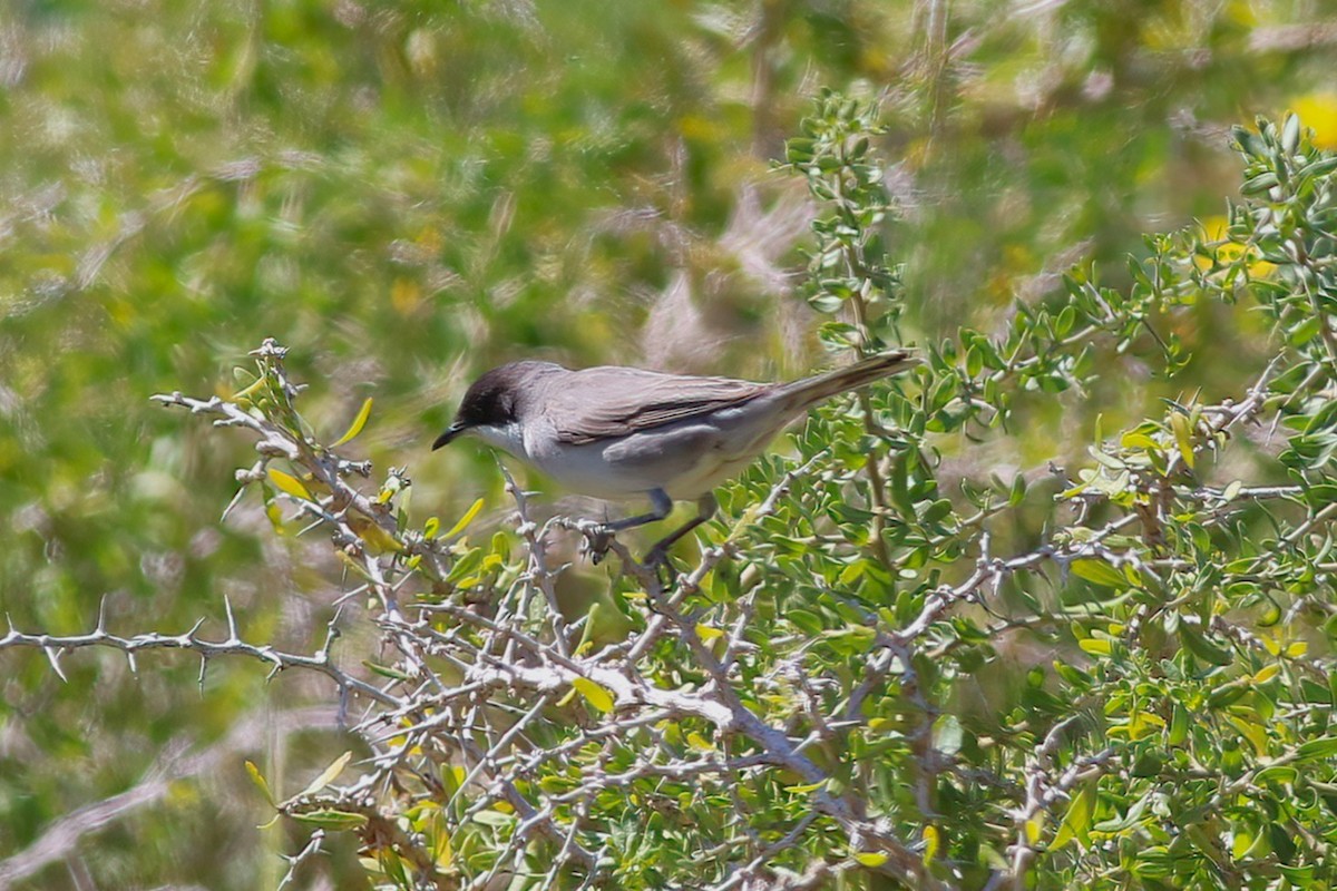 Eastern Orphean Warbler - ML637540125