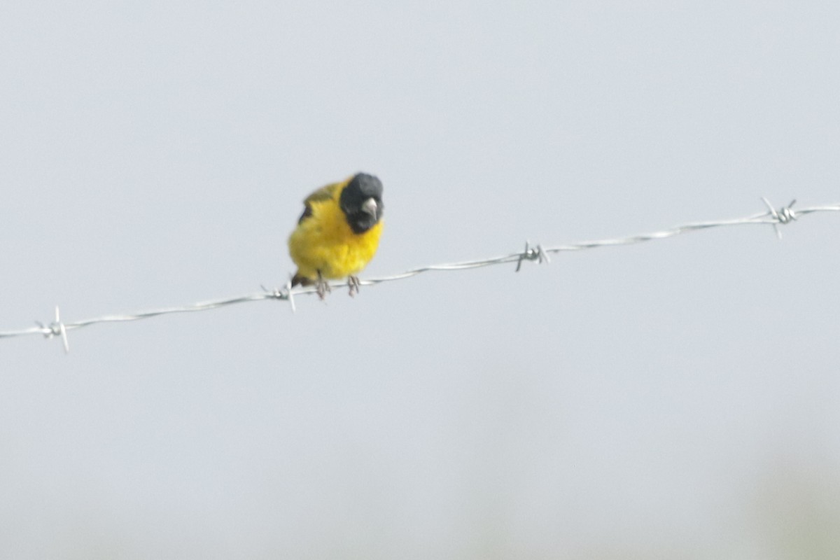Black-headed Siskin - ML637540147