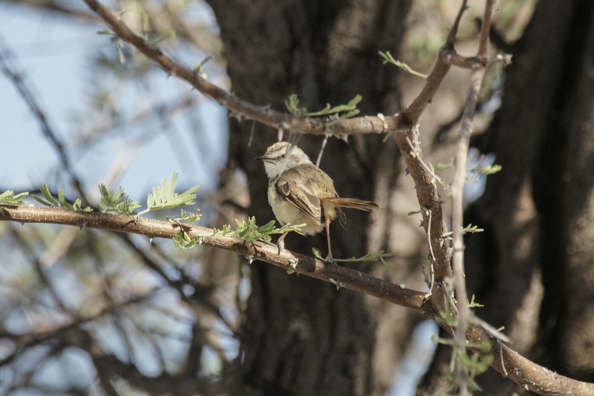Black-chested Prinia - ML637540167