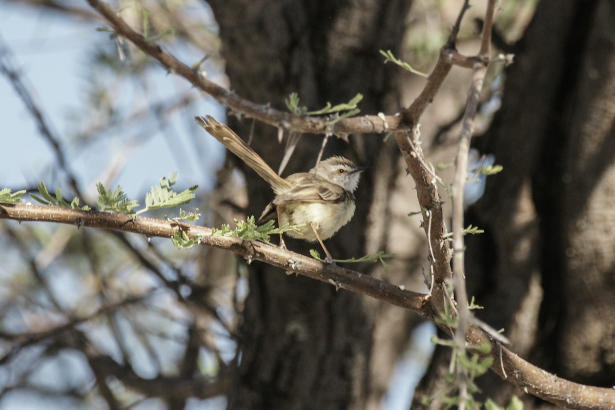 Black-chested Prinia - ML637540168